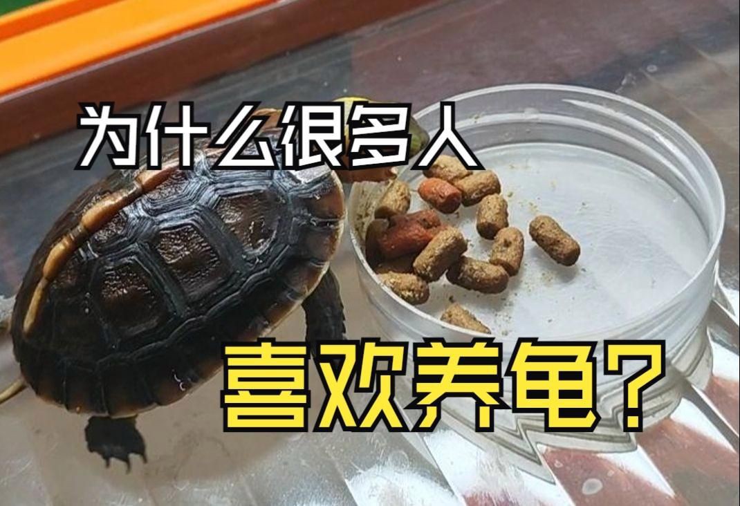 現代養龜文化有哪些新特點？，烏龜為什么成為年輕人的“新寵”
