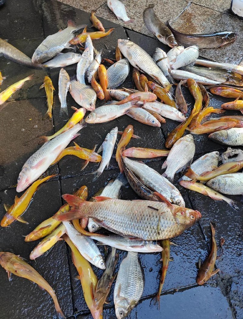 全國三大淡水魚基地在哪里，中國三大淡水魚基地 全國三大淡水魚基地在哪里，中國三大淡水魚基地 龍魚論壇 第4張