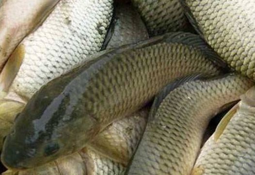 全國三大淡水魚基地在哪里，中國三大淡水魚基地 全國三大淡水魚基地在哪里，中國三大淡水魚基地 龍魚論壇 第1張