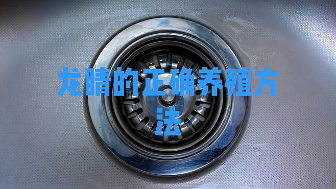 如何正確飼養龍睛金魚？，如何正確飼養龍睛金魚