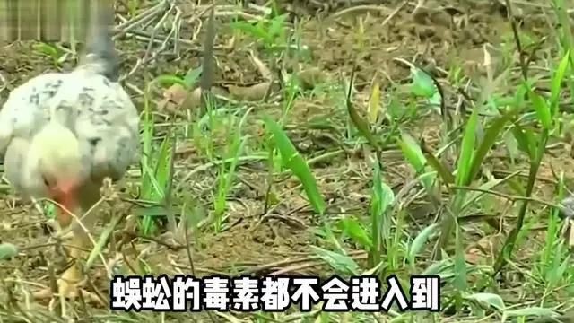 紅龍蜈蚣的具體毒性有多強？，五毒之首的蜈蚣，為何毒不倒大公雞公雞的段位究竟有多強！ 紅龍蜈蚣的具體毒性有多強？，五毒之首的蜈蚣，為何毒不倒大公雞公雞的段位究竟有多強！ 龍魚百科 第2張