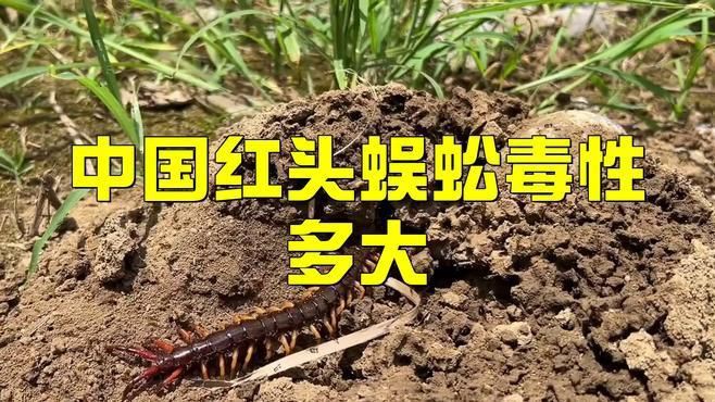 紅龍蜈蚣的具體毒性有多強？，五毒之首的蜈蚣，為何毒不倒大公雞公雞的段位究竟有多強！ 紅龍蜈蚣的具體毒性有多強？，五毒之首的蜈蚣，為何毒不倒大公雞公雞的段位究竟有多強！ 龍魚百科 第3張