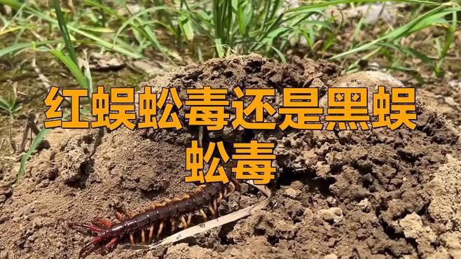 紅龍蜈蚣的具體毒性有多強？，五毒之首的蜈蚣，為何毒不倒大公雞公雞的段位究竟有多強！ 紅龍蜈蚣的具體毒性有多強？，五毒之首的蜈蚣，為何毒不倒大公雞公雞的段位究竟有多強！ 龍魚百科 第5張