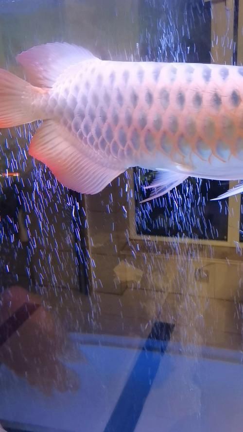 紅龍魚屏保壁紙，《紅龍魚屏保壁紙》