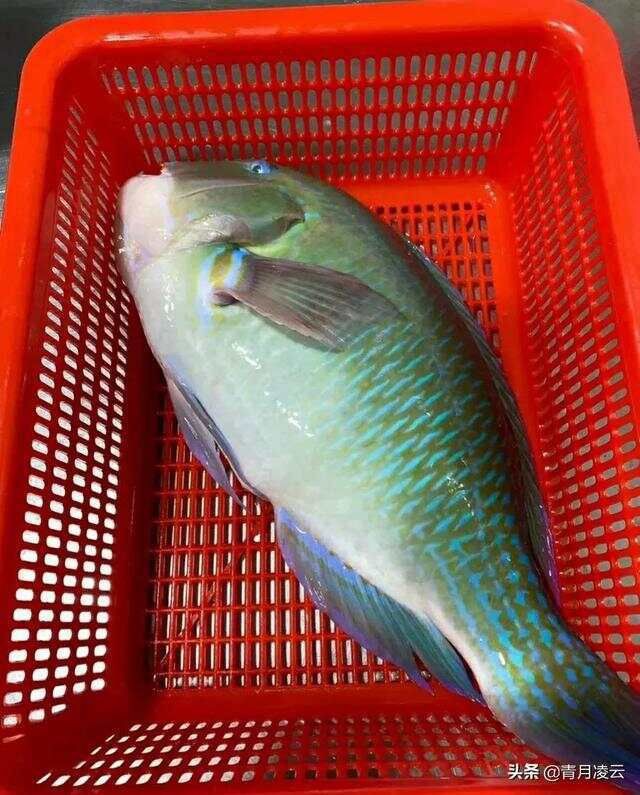 貓鯊一斤多少錢，貓鯊價格受多種因素影響
