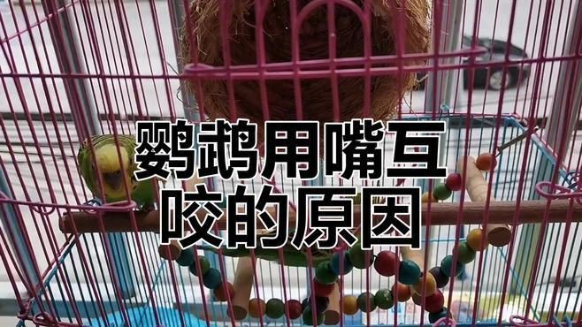 兩只鸚鵡互相咬嘴是在干什么，鸚鵡互相咬嘴是什么意思