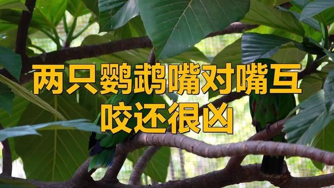 兩只鸚鵡互相咬嘴是在干什么，鸚鵡互相咬嘴是什么意思 兩只鸚鵡互相咬嘴是在干什么，鸚鵡互相咬嘴是什么意思 龍魚百科 第5張