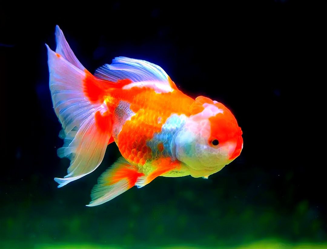 二條魚的風水寓意，二條魚在風水學(xué)中有何寓意