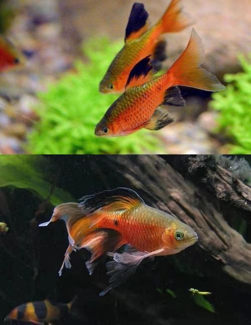 玫瑰鯽魚圖片，《玫瑰鯽魚圖片》本文圍繞“玫瑰鯽魚圖片”展開