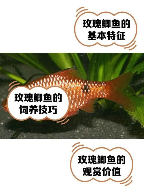 玫瑰鯽魚圖片，《玫瑰鯽魚圖片》本文圍繞“玫瑰鯽魚圖片”展開