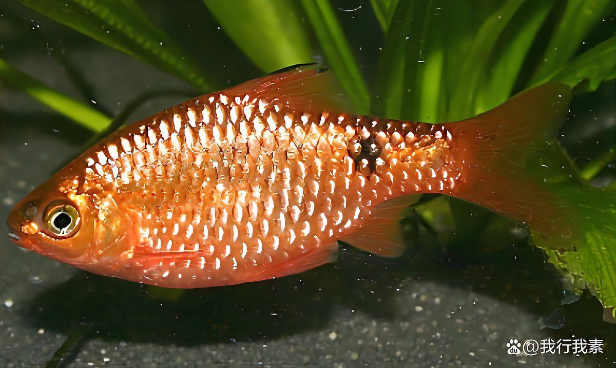 玫瑰鯽魚圖片，《玫瑰鯽魚圖片》本文圍繞“玫瑰鯽魚圖片”展開