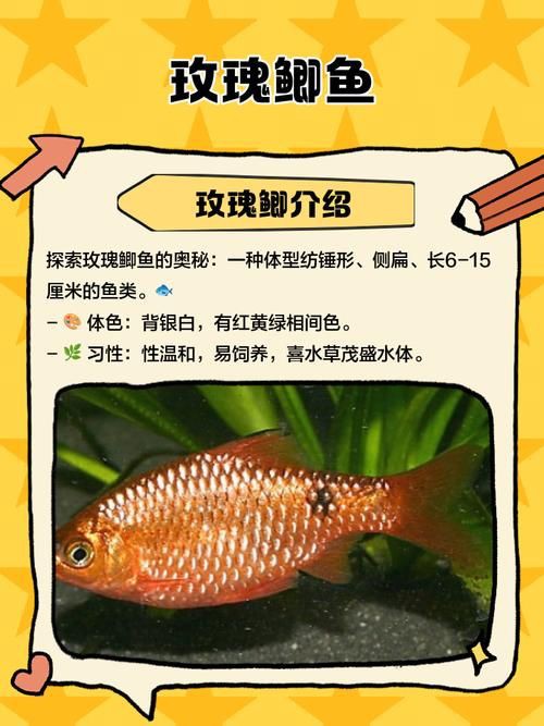 玫瑰鯽魚圖片，《玫瑰鯽魚圖片》本文圍繞“玫瑰鯽魚圖片”展開