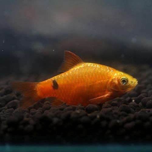 玫瑰鯽魚圖片，《玫瑰鯽魚圖片》本文圍繞“玫瑰鯽魚圖片”展開