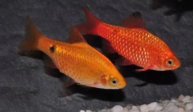 玫瑰鯽魚圖片，《玫瑰鯽魚圖片》本文圍繞“玫瑰鯽魚圖片”展開