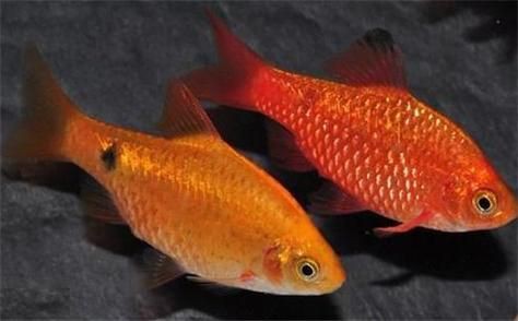 玫瑰鯽魚圖片，《玫瑰鯽魚圖片》本文圍繞“玫瑰鯽魚圖片”展開
