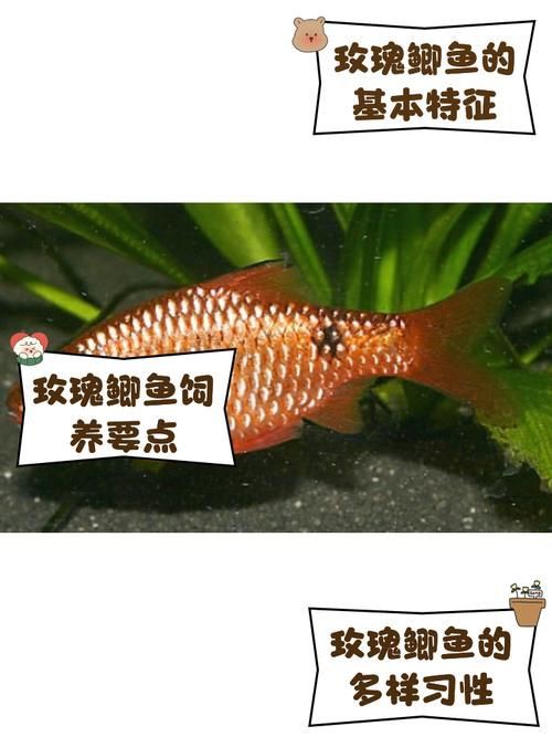玫瑰鯽魚圖片，《玫瑰鯽魚圖片》本文圍繞“玫瑰鯽魚圖片”展開