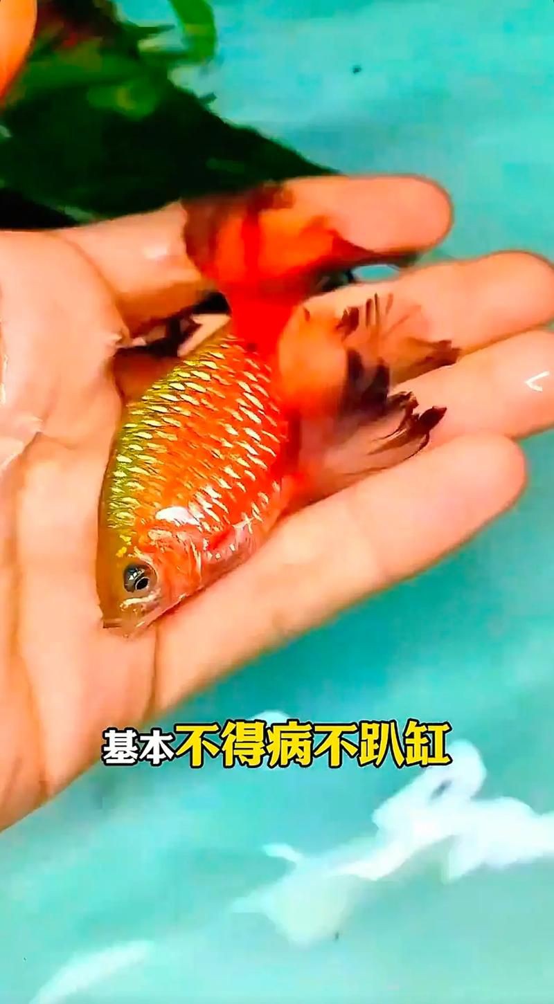 玫瑰鯽魚圖片，《玫瑰鯽魚圖片》本文圍繞“玫瑰鯽魚圖片”展開