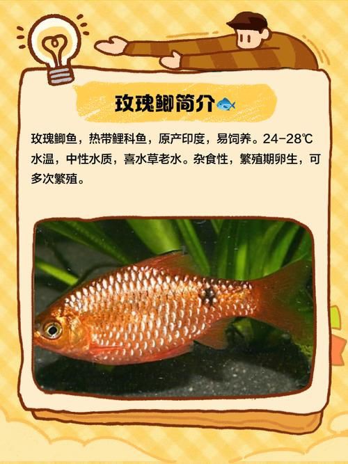 玫瑰鯽魚圖片，《玫瑰鯽魚圖片》本文圍繞“玫瑰鯽魚圖片”展開
