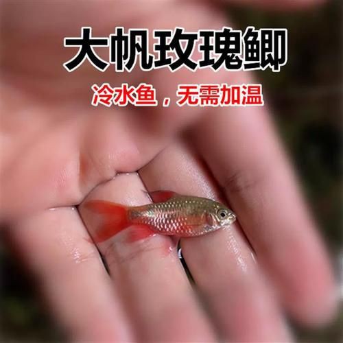 玫瑰鯽魚圖片，《玫瑰鯽魚圖片》本文圍繞“玫瑰鯽魚圖片”展開