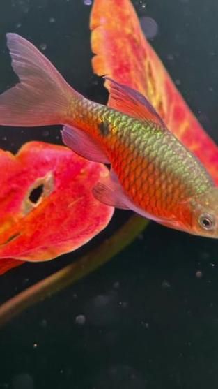 玫瑰鯽魚圖片，《玫瑰鯽魚圖片》本文圍繞“玫瑰鯽魚圖片”展開