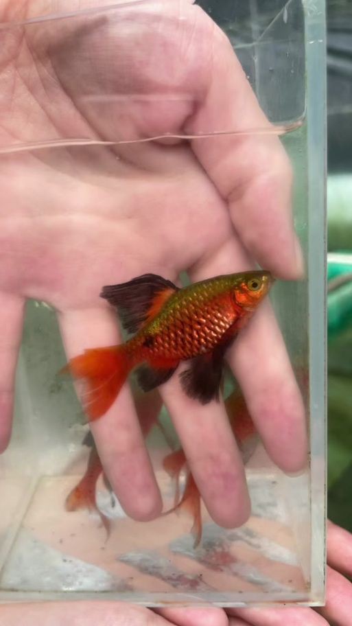 玫瑰鯽魚圖片，《玫瑰鯽魚圖片》本文圍繞“玫瑰鯽魚圖片”展開