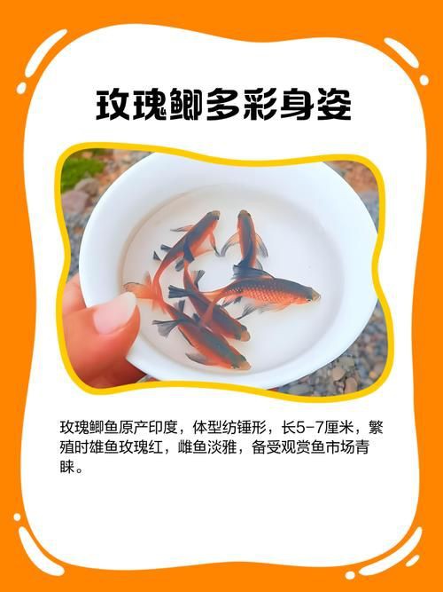 玫瑰鯽魚圖片，《玫瑰鯽魚圖片》本文圍繞“玫瑰鯽魚圖片”展開