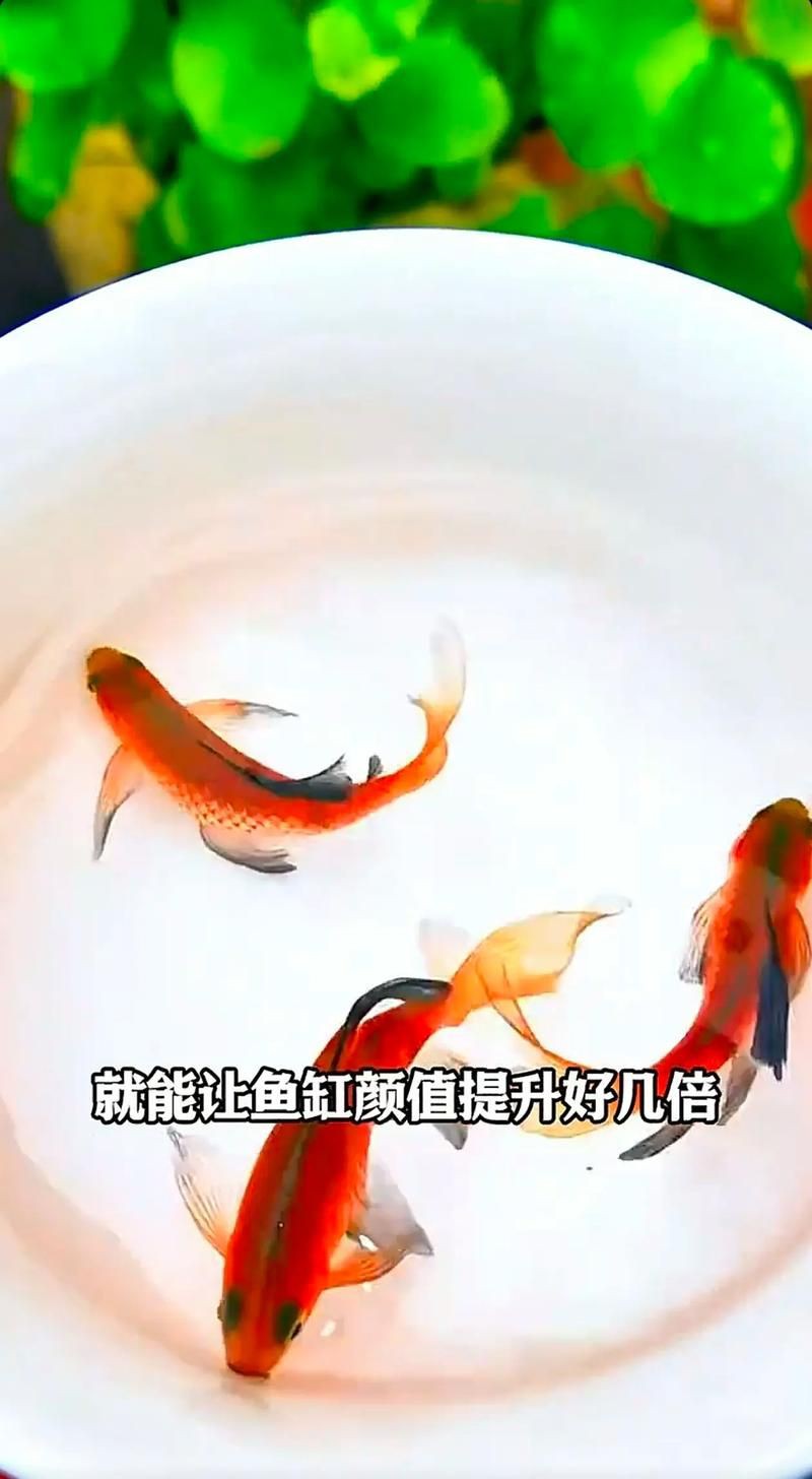玫瑰鯽魚圖片，《玫瑰鯽魚圖片》本文圍繞“玫瑰鯽魚圖片”展開