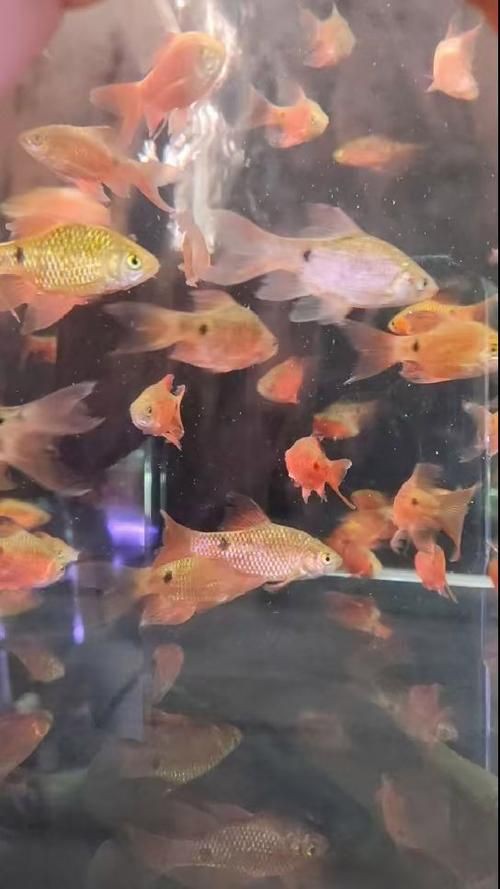 玫瑰鯽魚圖片，《玫瑰鯽魚圖片》本文圍繞“玫瑰鯽魚圖片”展開