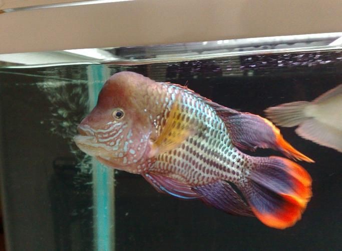 紅尾皇冠魚公母對照圖，紅尾皇冠魚公母鑒別 紅尾皇冠魚公母對照圖，紅尾皇冠魚公母鑒別 龍魚論壇 第18張