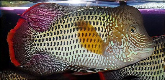 紅尾皇冠魚公母對照圖，紅尾皇冠魚公母鑒別 紅尾皇冠魚公母對照圖，紅尾皇冠魚公母鑒別 龍魚論壇 第25張
