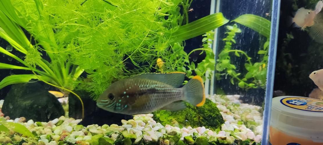 紅尾皇冠魚公母對照圖，紅尾皇冠魚公母鑒別 紅尾皇冠魚公母對照圖，紅尾皇冠魚公母鑒別 龍魚論壇 第12張