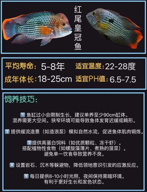 紅尾皇冠魚公母對照圖，紅尾皇冠魚公母鑒別 紅尾皇冠魚公母對照圖，紅尾皇冠魚公母鑒別 龍魚論壇 第6張