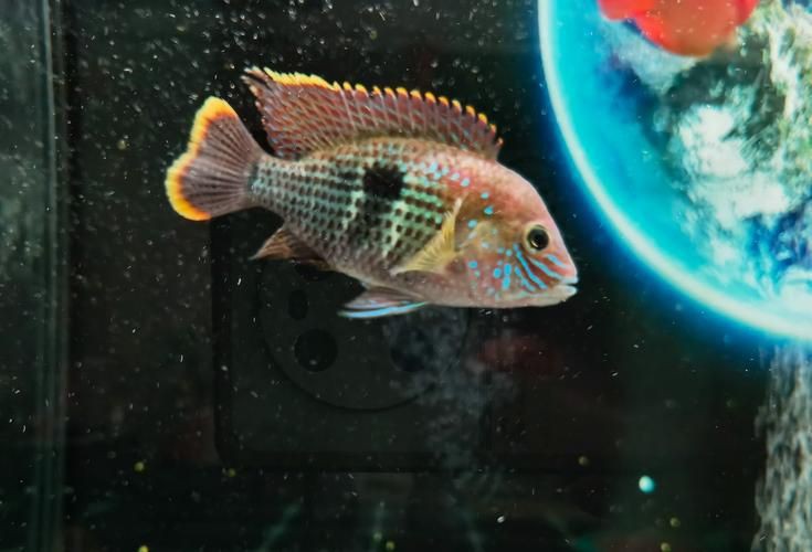 紅尾皇冠魚公母對照圖，紅尾皇冠魚公母鑒別 紅尾皇冠魚公母對照圖，紅尾皇冠魚公母鑒別 龍魚論壇 第10張