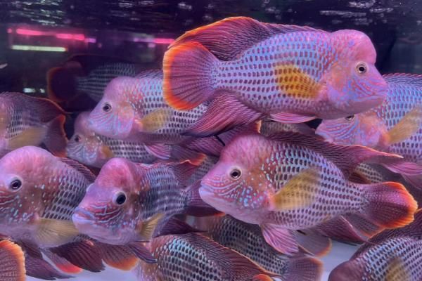 紅尾皇冠魚公母對照圖，紅尾皇冠魚公母鑒別 紅尾皇冠魚公母對照圖，紅尾皇冠魚公母鑒別 龍魚論壇 第15張