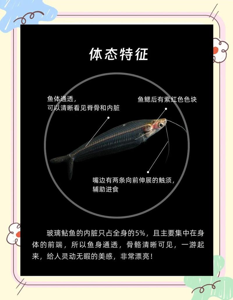 什么魚被稱為幽靈魚， 什么魚被稱為幽靈魚，\