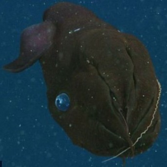 什么魚被稱為幽靈魚， 什么魚被稱為幽靈魚，\