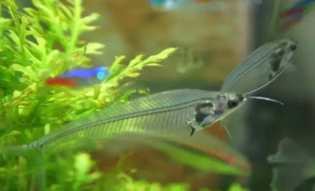 什么魚被稱為幽靈魚， 什么魚被稱為幽靈魚，\