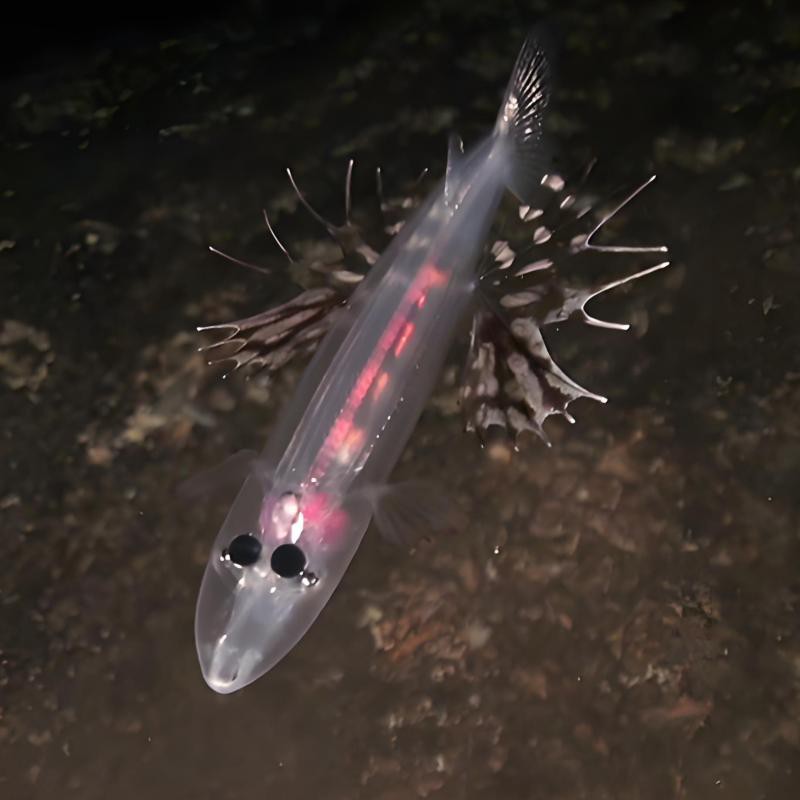 什么魚被稱為幽靈魚， 什么魚被稱為幽靈魚，\