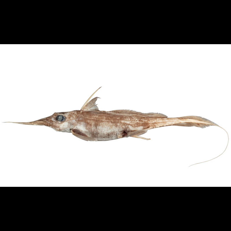 什么魚被稱為幽靈魚， 什么魚被稱為幽靈魚，\