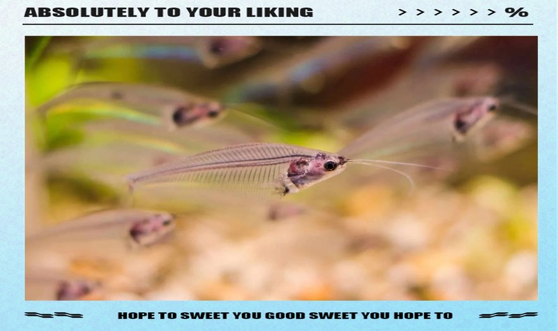 什么魚被稱為幽靈魚， 什么魚被稱為幽靈魚，\