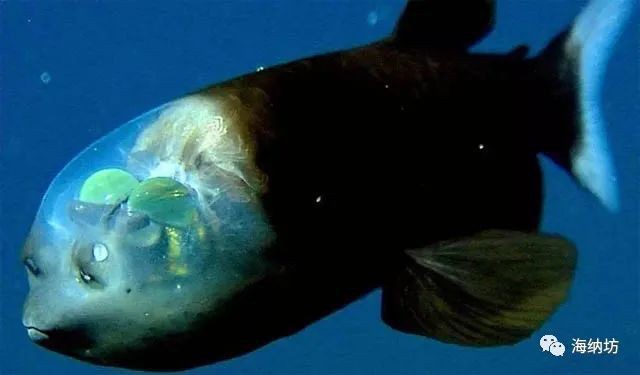 什么魚被稱為幽靈魚， 什么魚被稱為幽靈魚，\