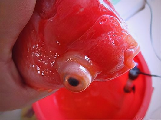 如何判斷龍魚是否復(fù)發(fā)凸眼病？，龍魚凸眼病怎么辦