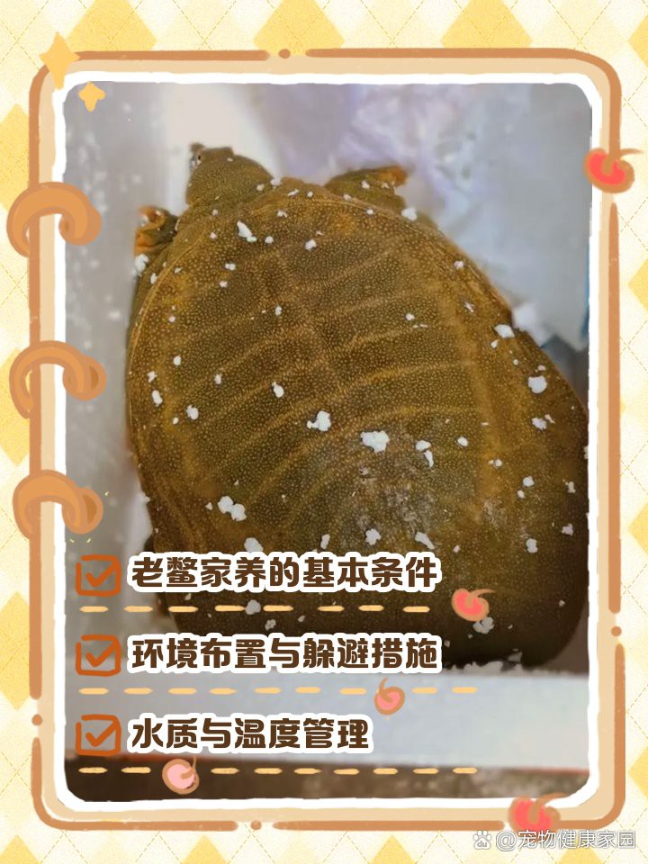 養鱉可以鎮宅嗎， 養鱉可以鎮宅嗎，\
