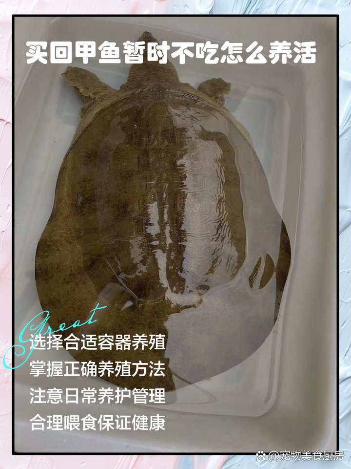 養鱉可以鎮宅嗎， 養鱉可以鎮宅嗎，\