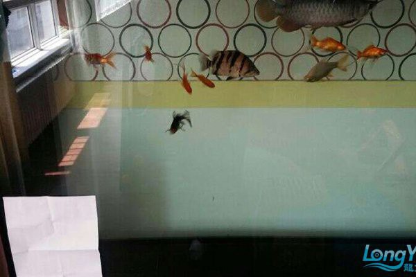什么魚能讓虎魚變明，\