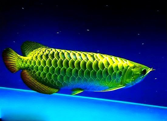 養龍魚有什么講究和忌諱，養龍魚有哪些忌諱你真的了解嗎