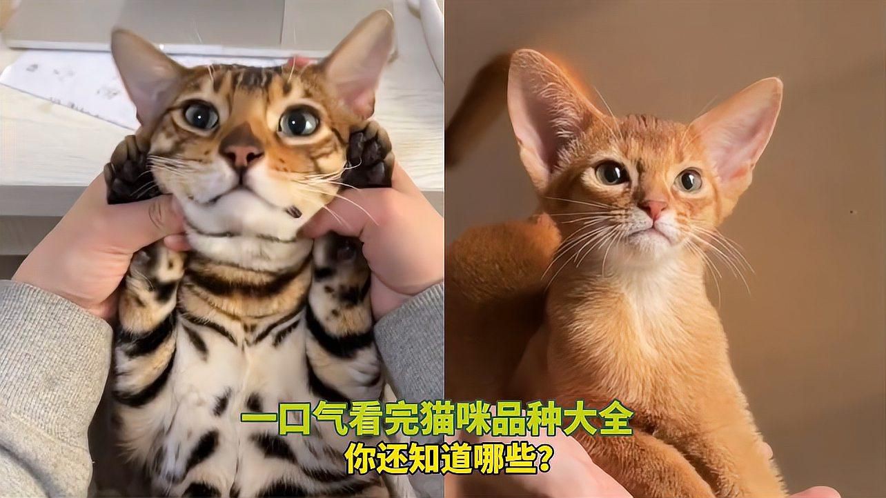貓的品種大全，貓咪品種大揭秘 貓的品種大全，貓咪品種大揭秘 龍魚百科 第11張