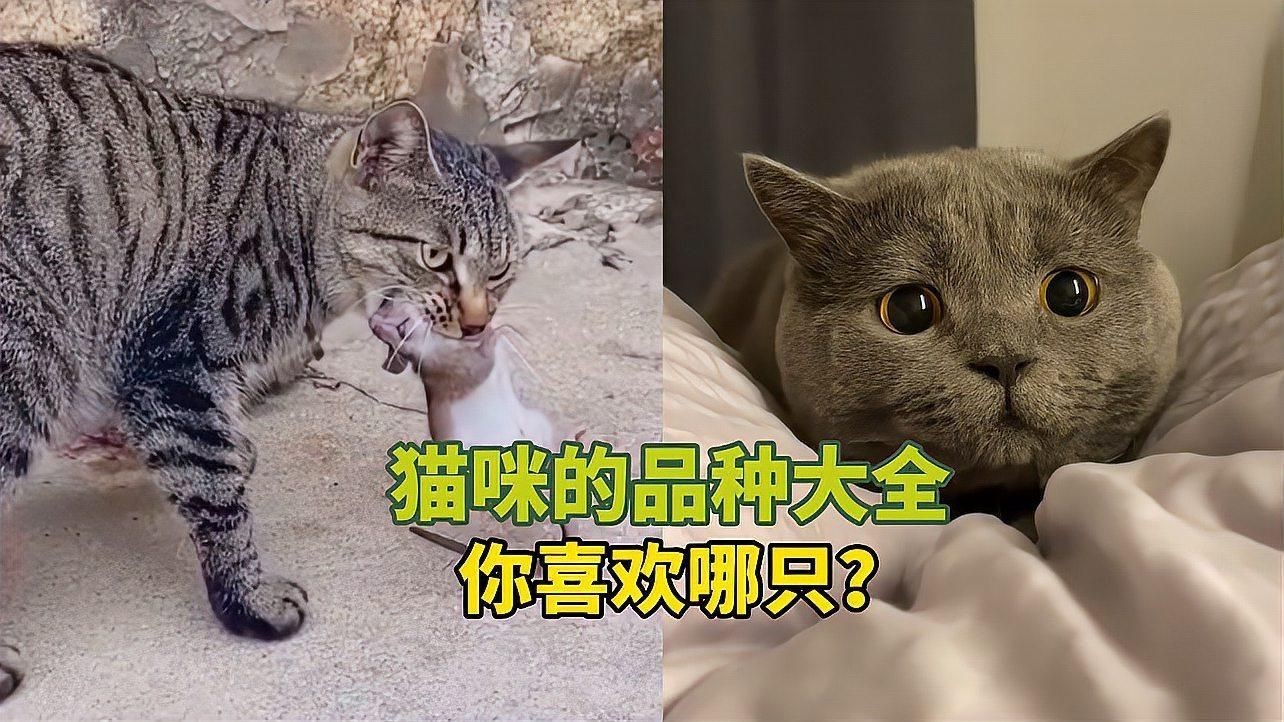 貓的品種大全，貓咪品種大揭秘 貓的品種大全，貓咪品種大揭秘 龍魚百科 第5張