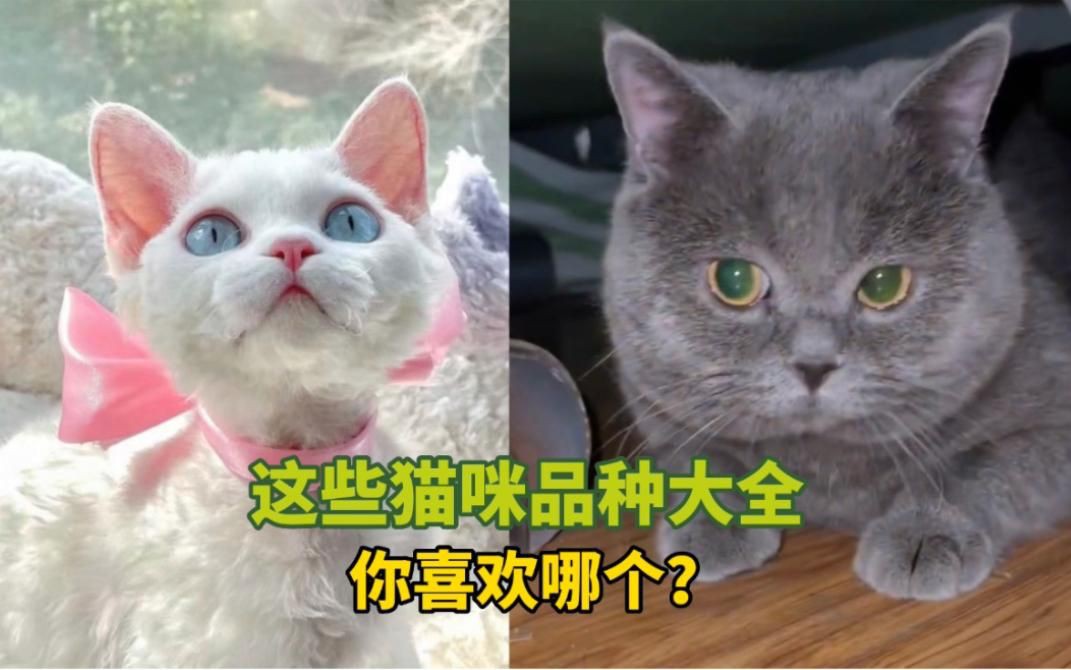 貓的品種大全，貓咪品種大揭秘 貓的品種大全，貓咪品種大揭秘 龍魚百科 第1張