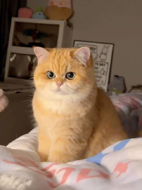 貓的品種大全，貓咪品種大揭秘 貓的品種大全，貓咪品種大揭秘 龍魚百科 第4張